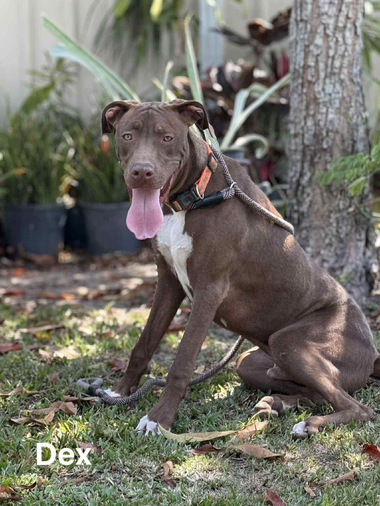 Dex Dex